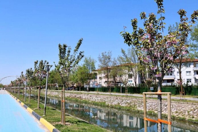 Sakarya’da Sakura Ağaçları Baharın Gelişiyle Şehrin Doğasına Renk Katıyor