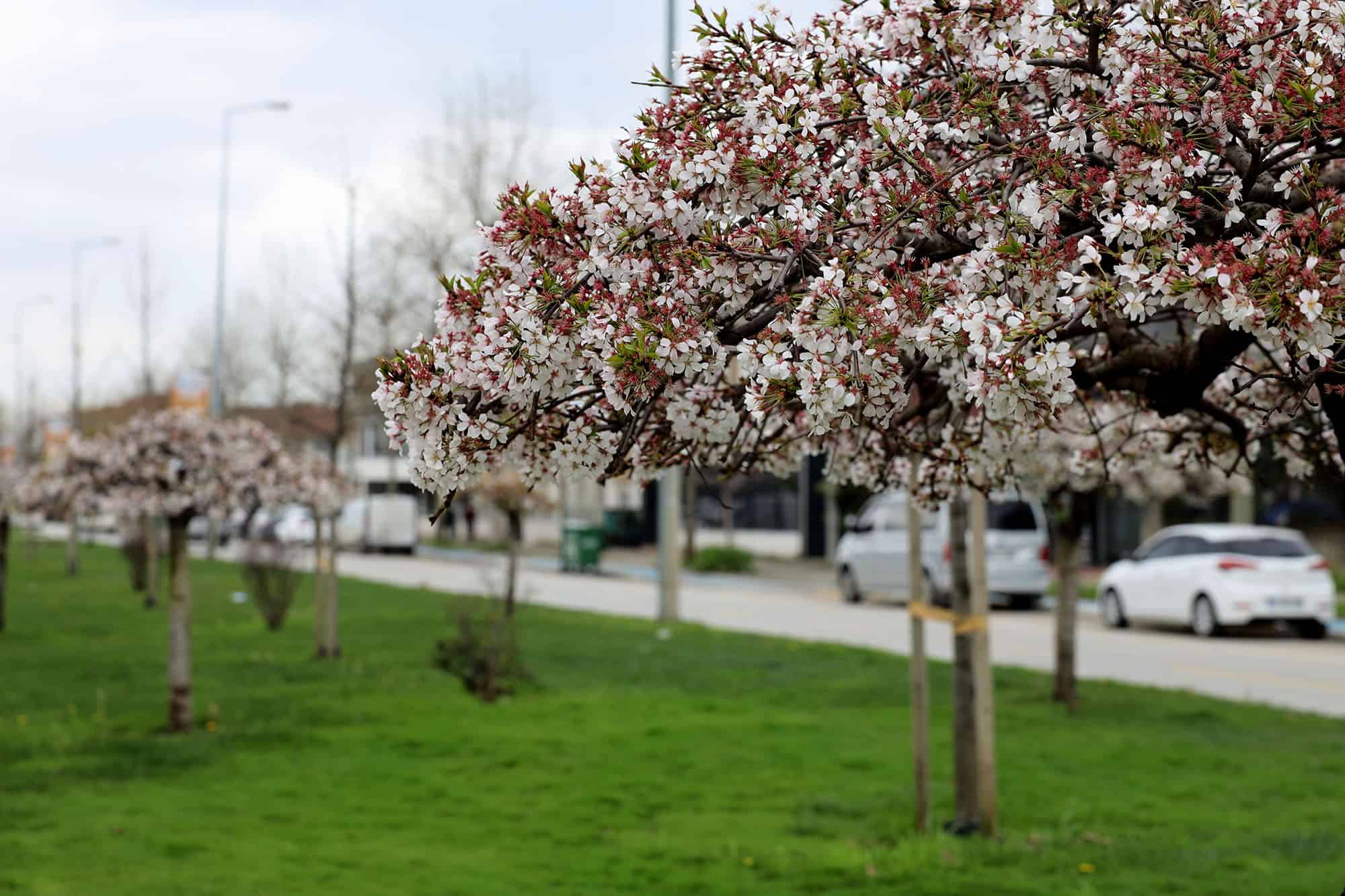 Sakarya’da Park ve Refüjler 200 Bin Çiçekle Bahara Hazırlandı